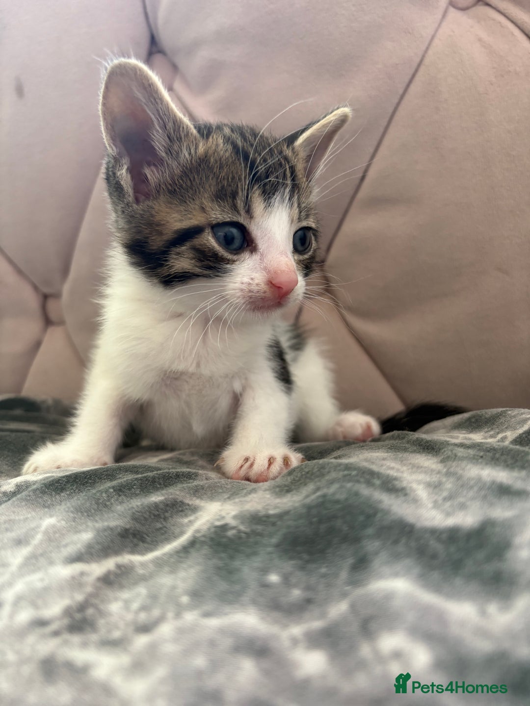 Mixed Breed cats for sale: 6 kittens not ready till 14th August  - Image 20