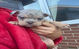 Olde English Bulldogge dogs for sale: Old English Bulldog Puppy’s  - Image 6