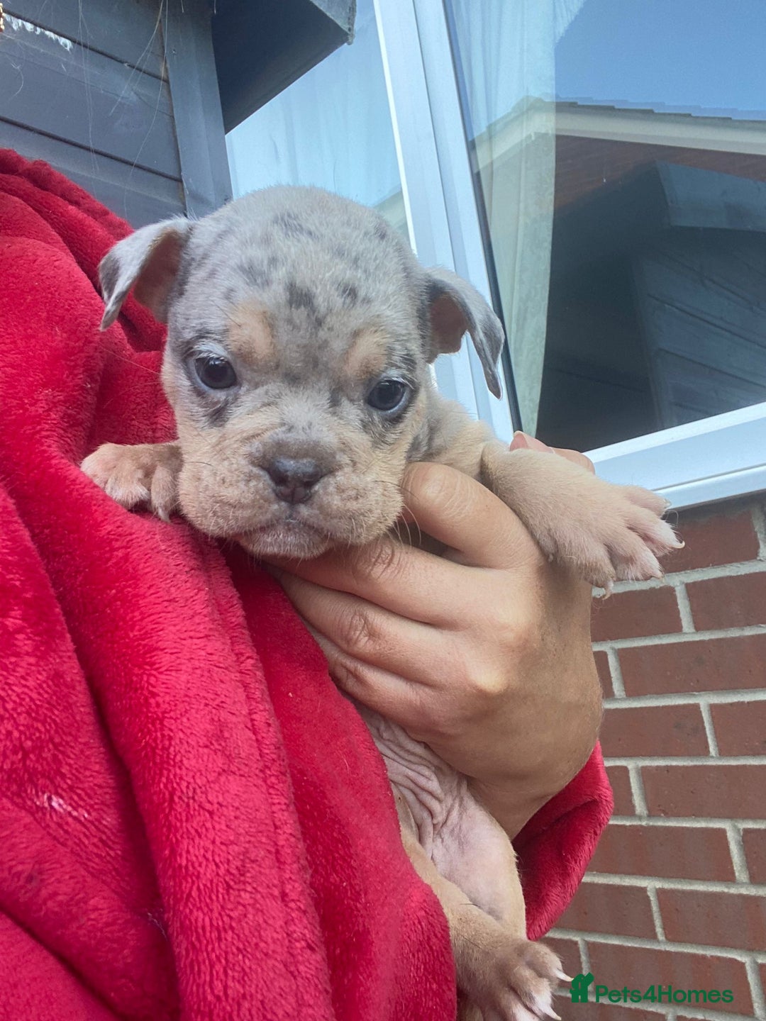 Olde English Bulldogge dogs for sale: Old English Bulldog Puppy’s  - Image 6