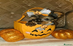 Yorkshire Terrier dogs for sale: Yorkshire terrier puppies  - Image 27