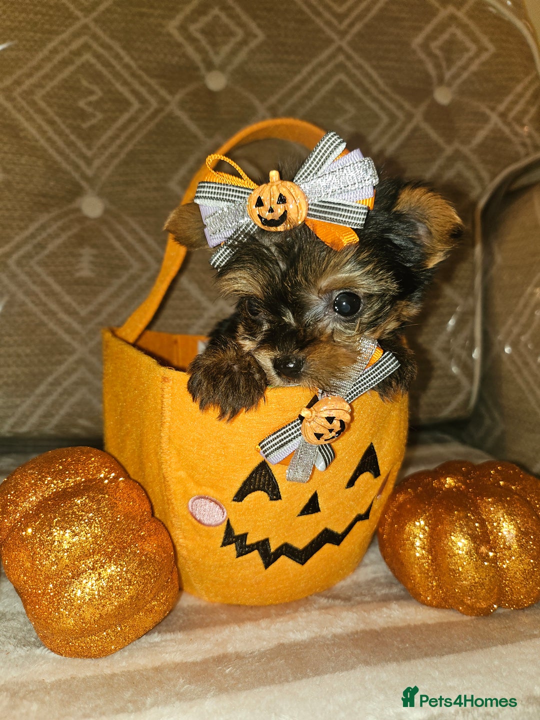 Yorkshire Terrier dogs for sale: Yorkshire terrier puppies  - Image 27