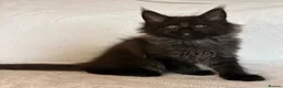 Maine Coon cats for sale: READY NOW 🐾 STUNNING GCCF MAINE COON KITTENS 🐾 - Advert 25