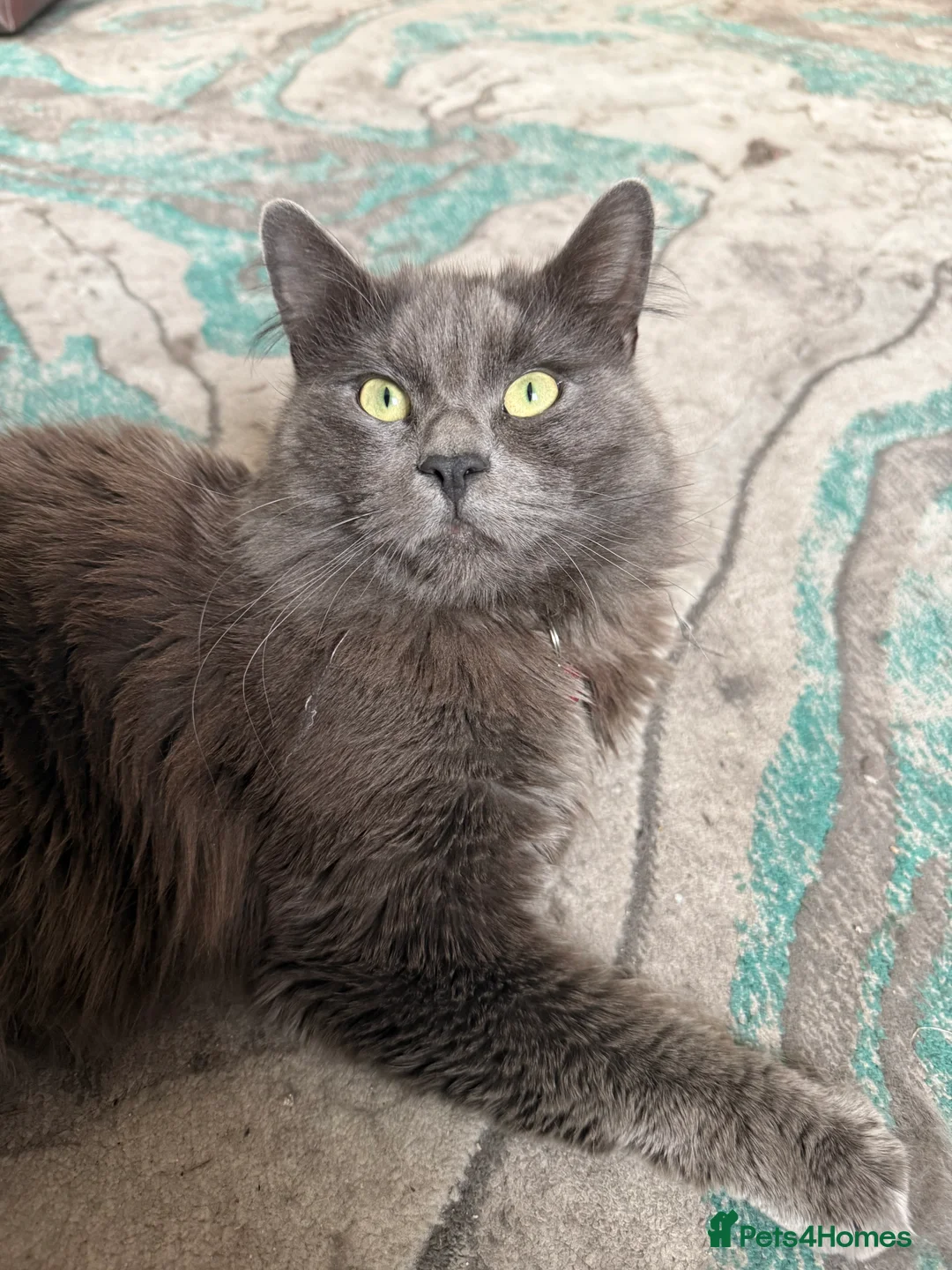 Nebelung cats for sale: Meet Prinze - Advert 11
