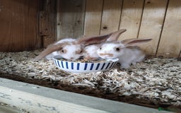 Mini Lop rabbits for sale: Baby lops  - Image 9