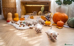 Bengal cats for sale: Pure Snow Bengals-TICA champions pedigree-Stunning - Image 8