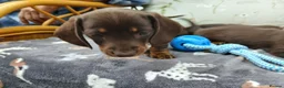 Miniature Dachshund dogs for sale: Miniature dachshund puppies  - Advert 17