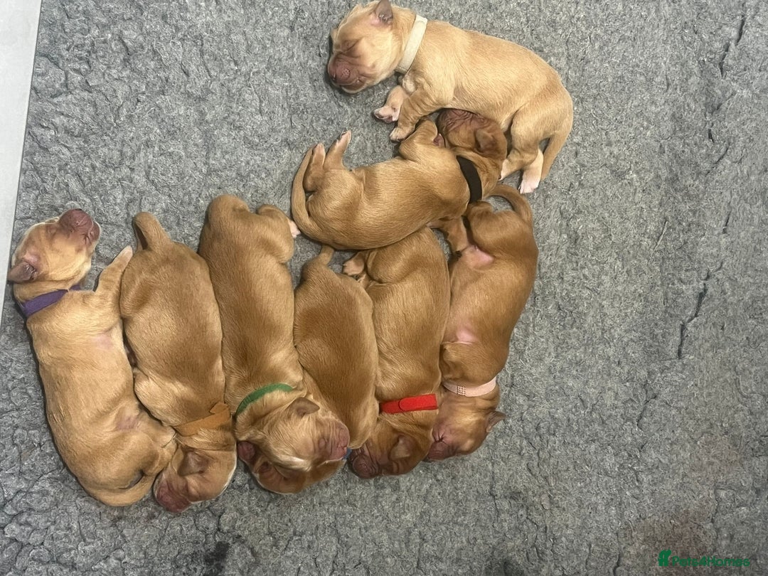 Golden Retriever dogs for sale: Litter of 8 (2 males & 2 females available) - Image 13