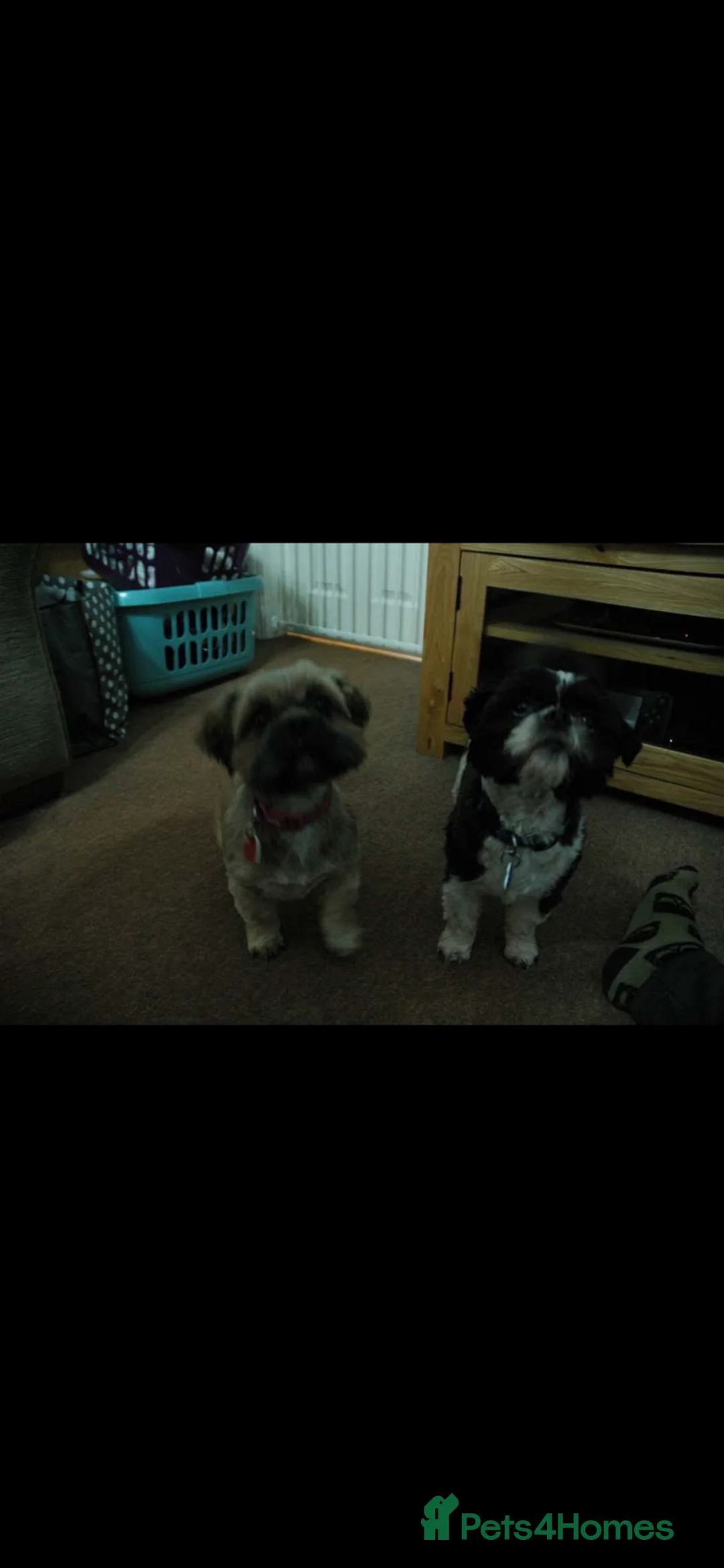 Shih Tzu dogs for sale: alfie and marley  - Advert 1