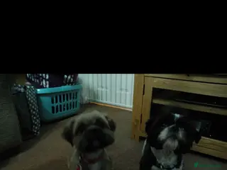 Shih Tzu dogs alfie and marley - Advert 3