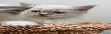 Ragdoll 2