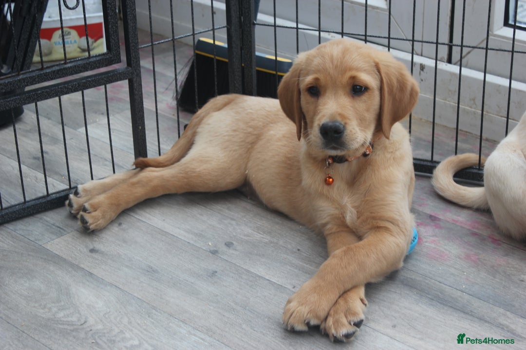 Goldador dogs for sale: Beautiful Goldador Puppies in Garndolbenmaen - Image 7