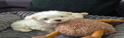Maltese dogs for sale: 🐶Exceptional Maltese Puppies–ONLY 2 BOYS LEFT  - Advert 2