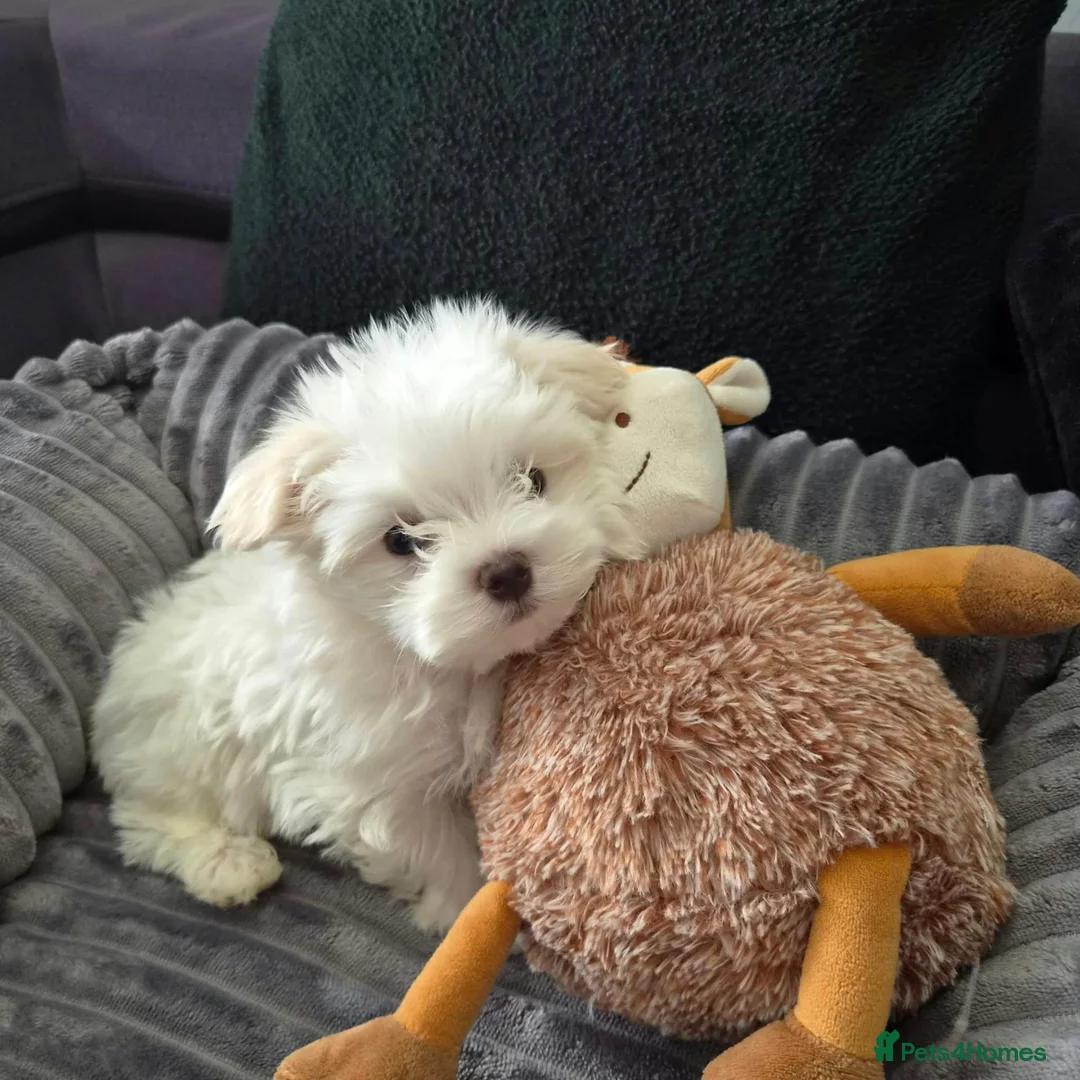 Maltese dogs for sale: 🐶Exceptional Maltese Puppies–ONLY 2 BOYS LEFT  - Advert 2