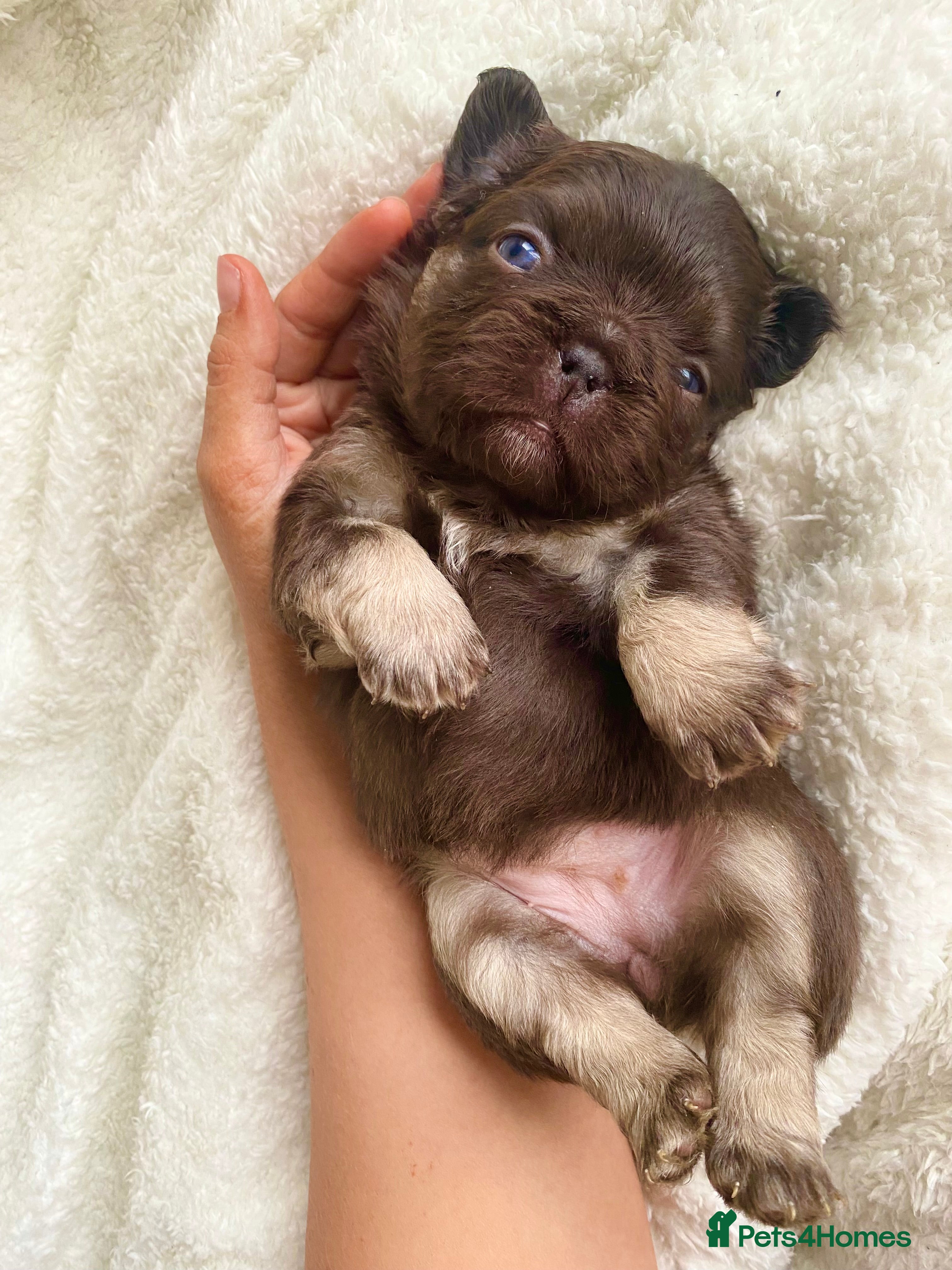 French Bulldog dogs 🧸TEDDY BEAR FLUFFY FRENCHIE PUPS🧸 - Advert 4