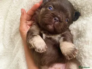 French Bulldog dogs 🧸TEDDY BEAR FLUFFY FRENCHIE PUPS🧸 - Advert 4