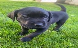 Labrador Retriever dogs for sale: Beautiful Labrador Puppies – 5 Girls & 3 Boys - Image 1