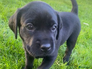 Labrador Retriever dogs for sale - Advert 1