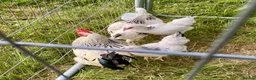 Chickens poultry for sale: Large Fowl Light Sussex Breeding Chicken 5 Birds - Advert 7