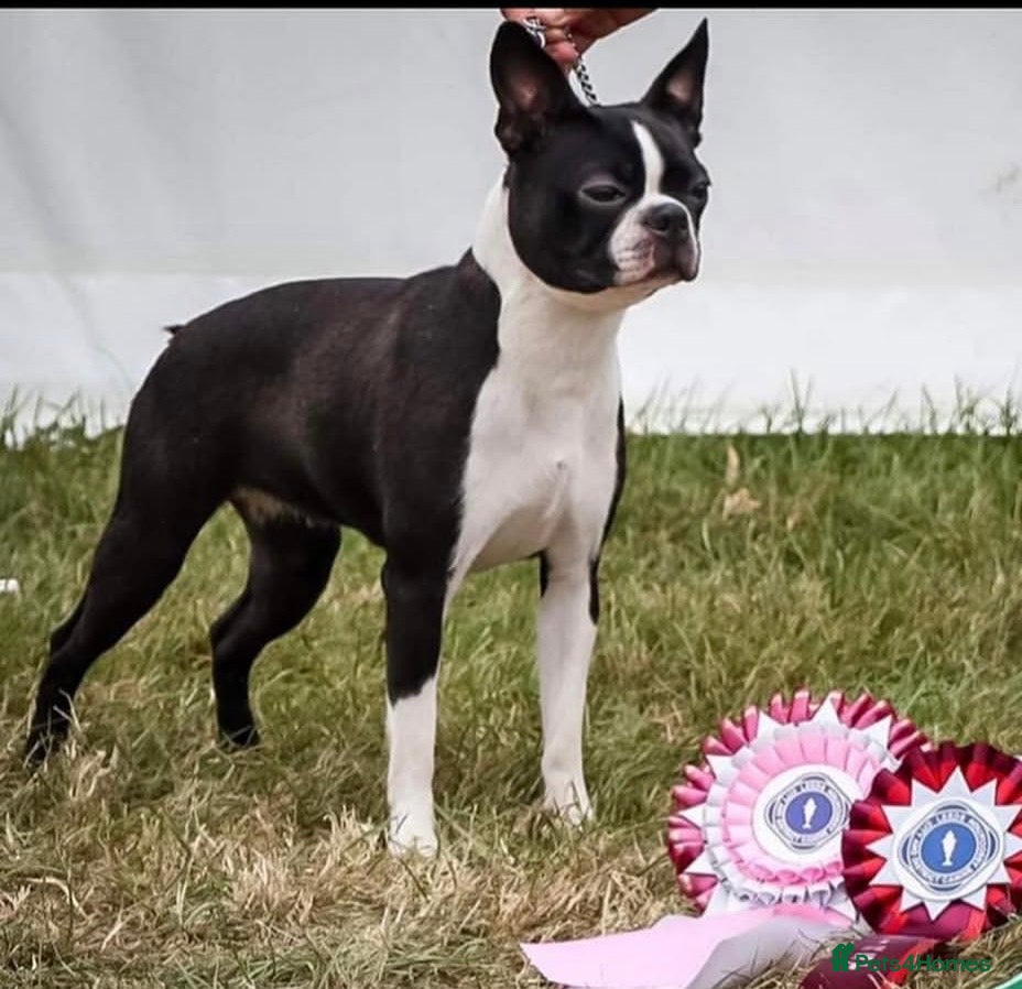 Boston Terrier dogs Female Boston terrier.  - Advert 1