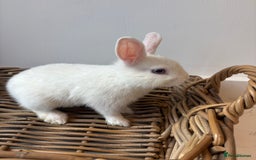 Netherland Dwarf rabbits for sale: 3x boy baby bunnies for sale  - Image 7
