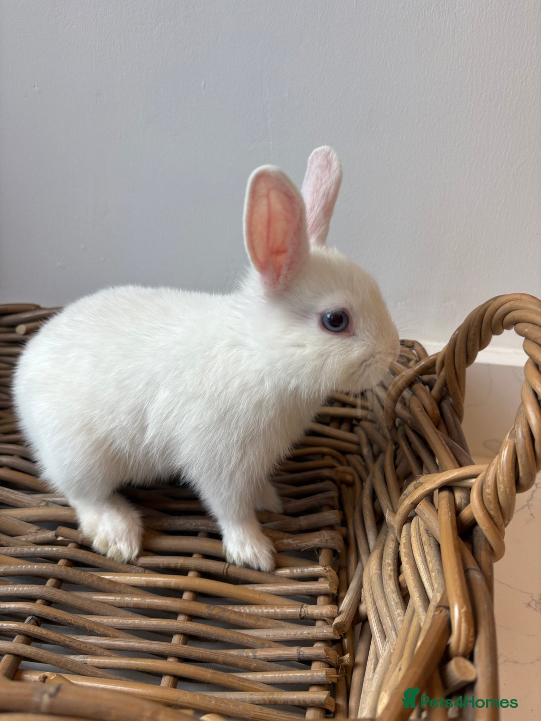 Netherland Dwarf rabbits for sale: 3x boy baby bunnies for sale  - Image 7