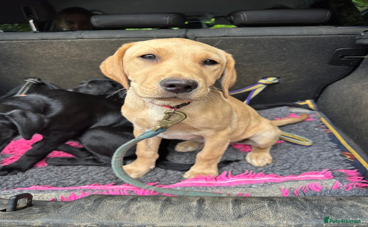 Labrador Retriever dogs - Advert 2