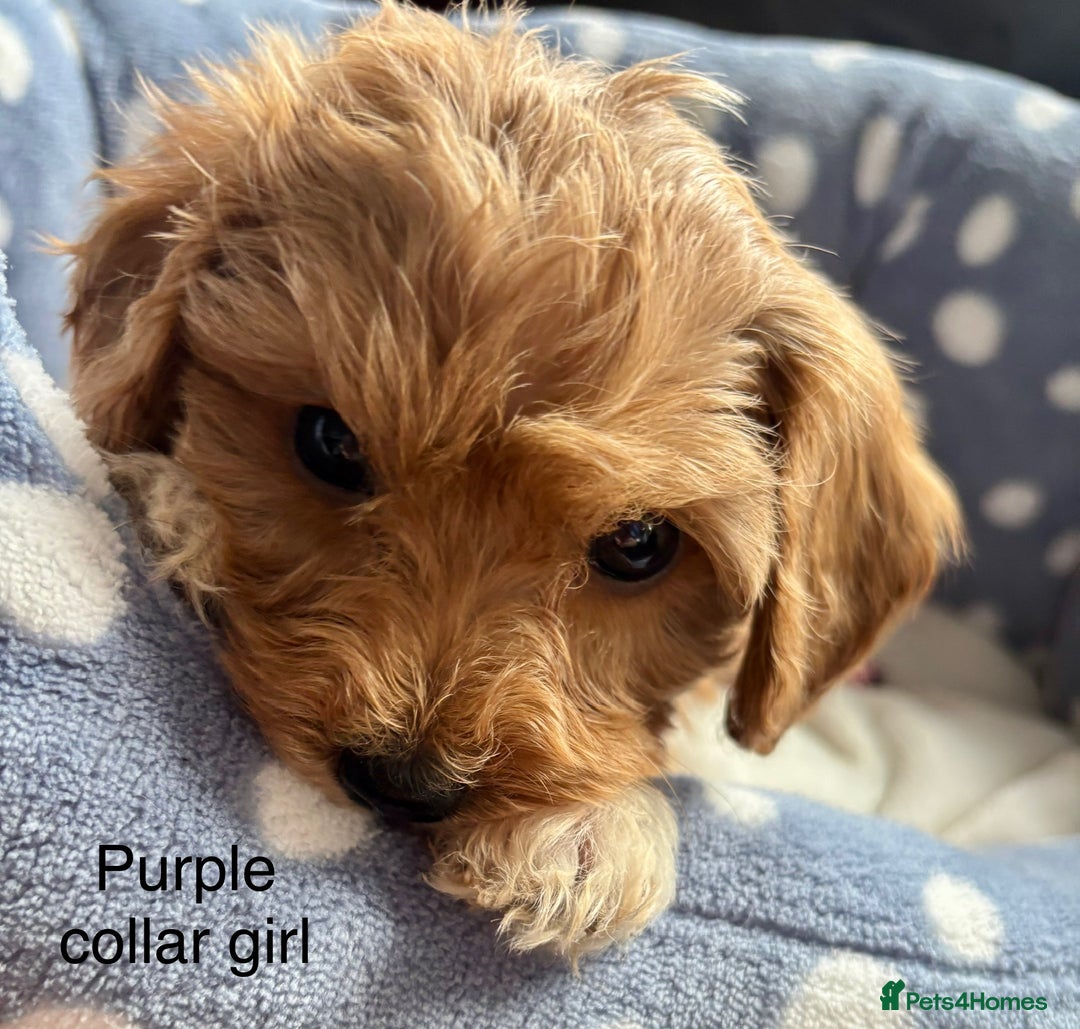 Cavachon dogs for sale: Super friendly, Litter trained Cavapoochon’s - Image 16