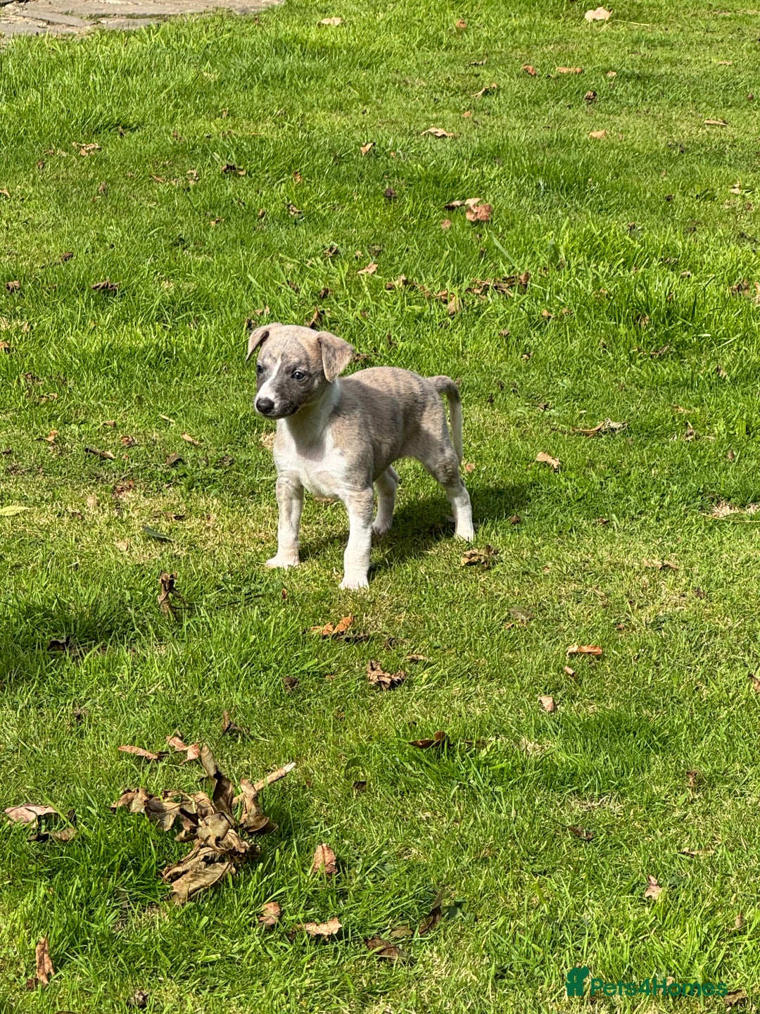 Whippet dogs for sale: SUPER KC Whippet puppies Show bred - Image 24