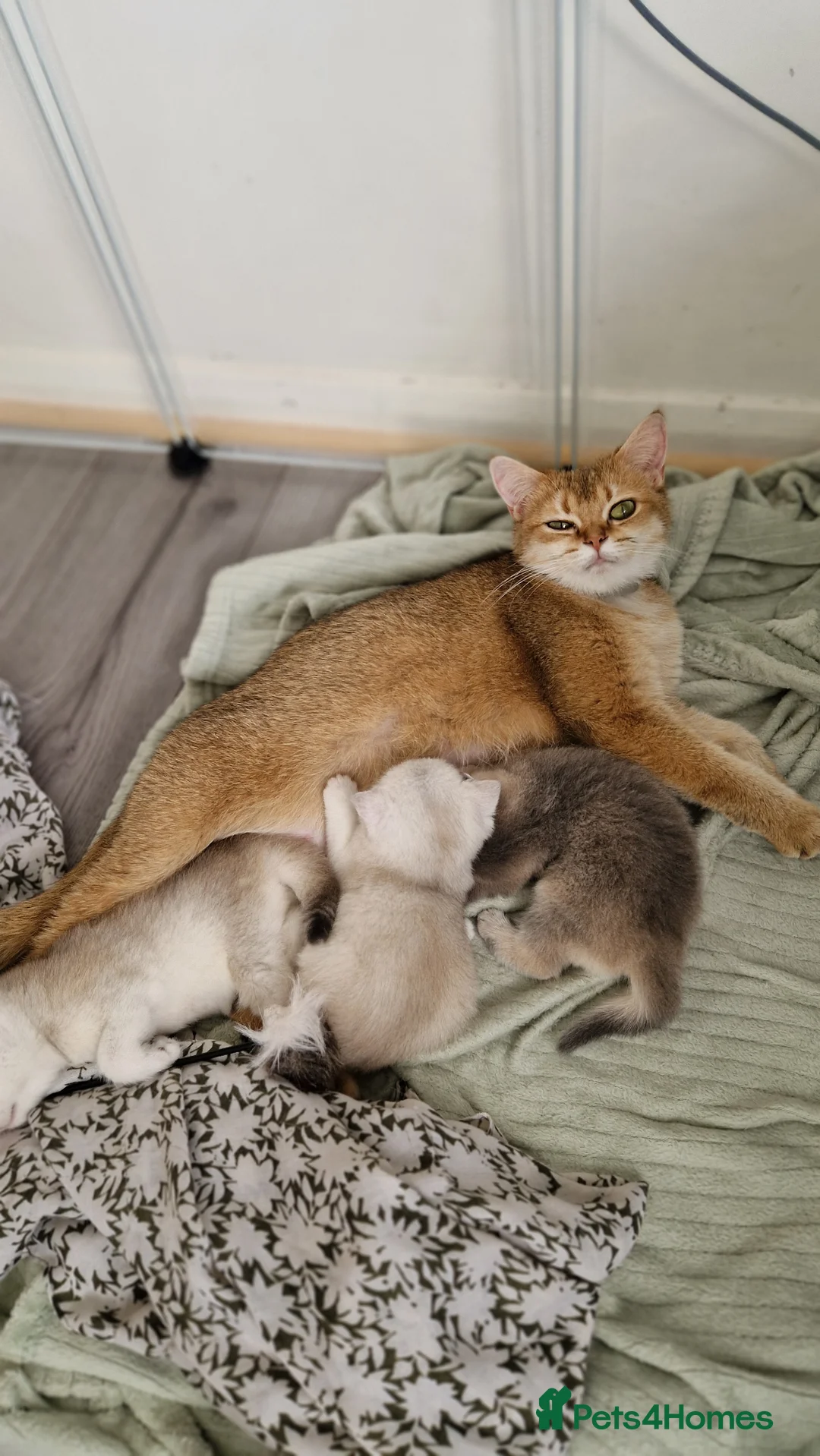 British Shorthair cats for sale: 😸Chubby BritishShorthair🐾 Kittens🐾 - Advert 2