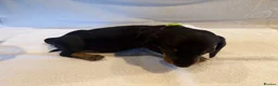Miniature Dachshund dogs for sale: Miniature Dachshund Puppies - Advert 19