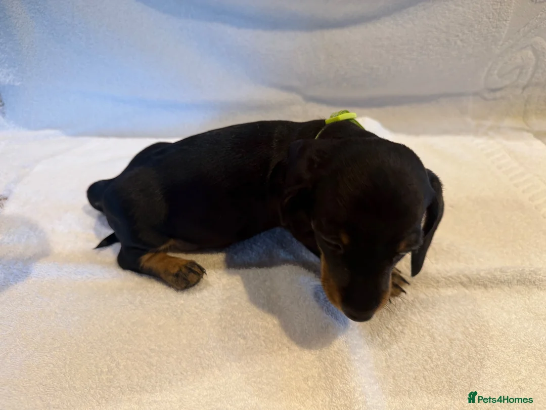 Miniature Dachshund dogs for sale: Miniature Dachshund Puppies - Advert 19