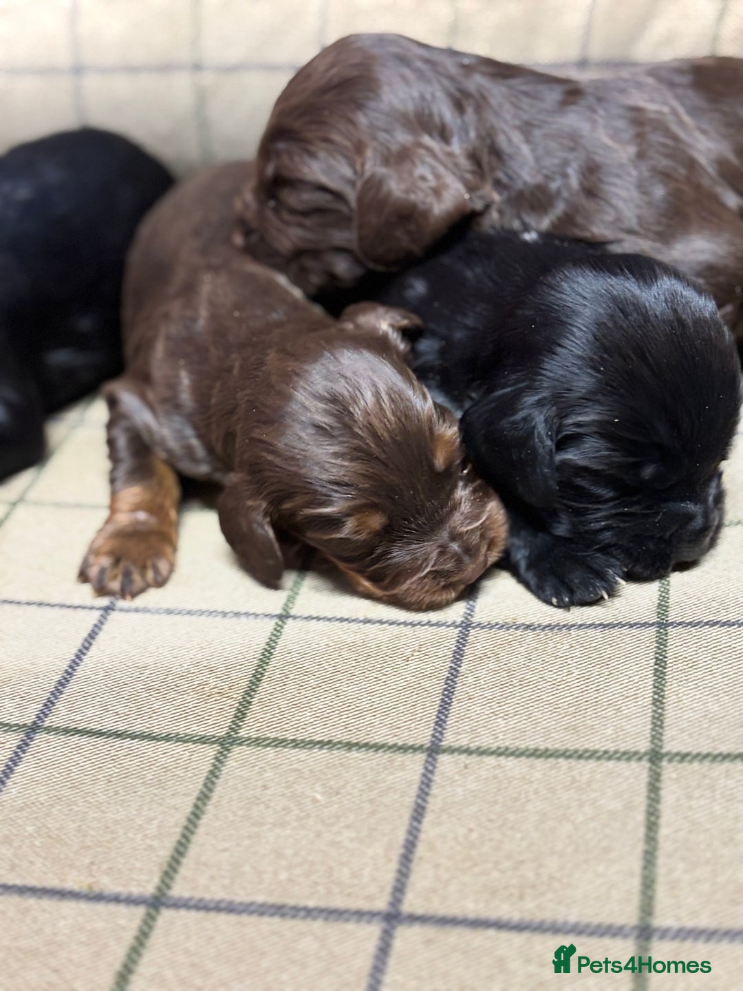 Cocker Spaniel dogs for sale: Gorgeous Cocker Spaniel Puppies  - Advert 4