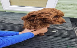 Cockapoo dogs for sale: Need them gone Asap - Image 1