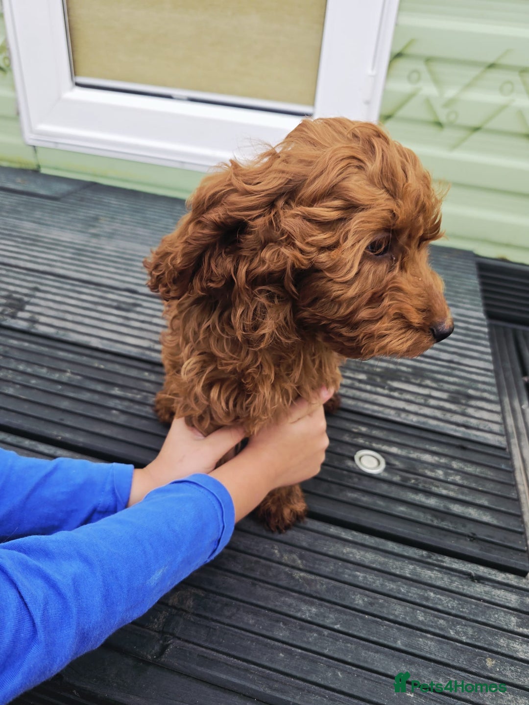 Cockapoo dogs for sale: Need them gone Asap - Image 1