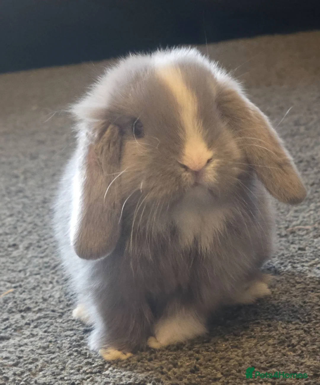 Mini Lop rabbits for sale: Mini Lop rabbit for sale  - Advert 1