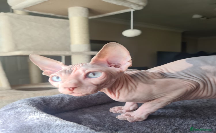 Sphynx cats - Advert 2