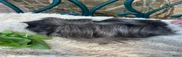 Guinea Pig rodents for sale: Peruvian black long haired sow guinea pig - Advert 3