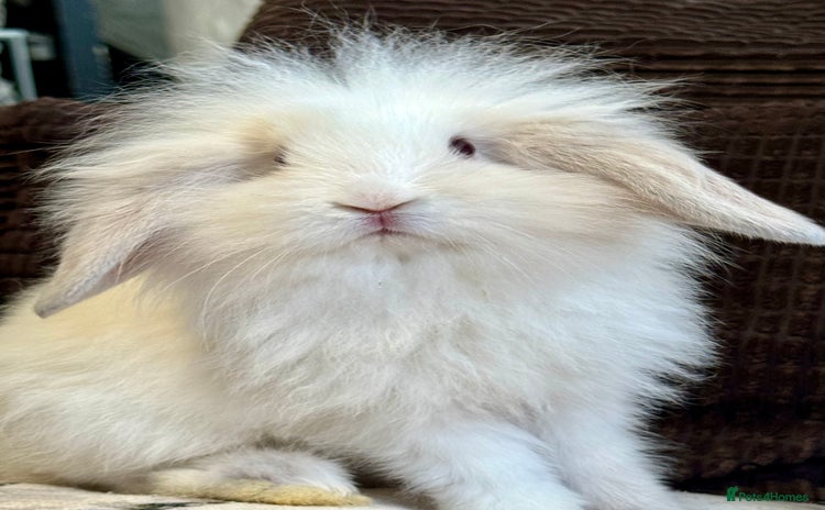 Angora rabbits - Advert 6