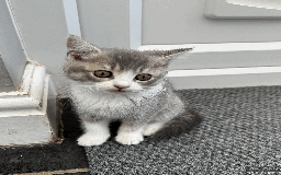 British Shorthair cats for sale: 4 british short Haired kittens for sale  - Image 12