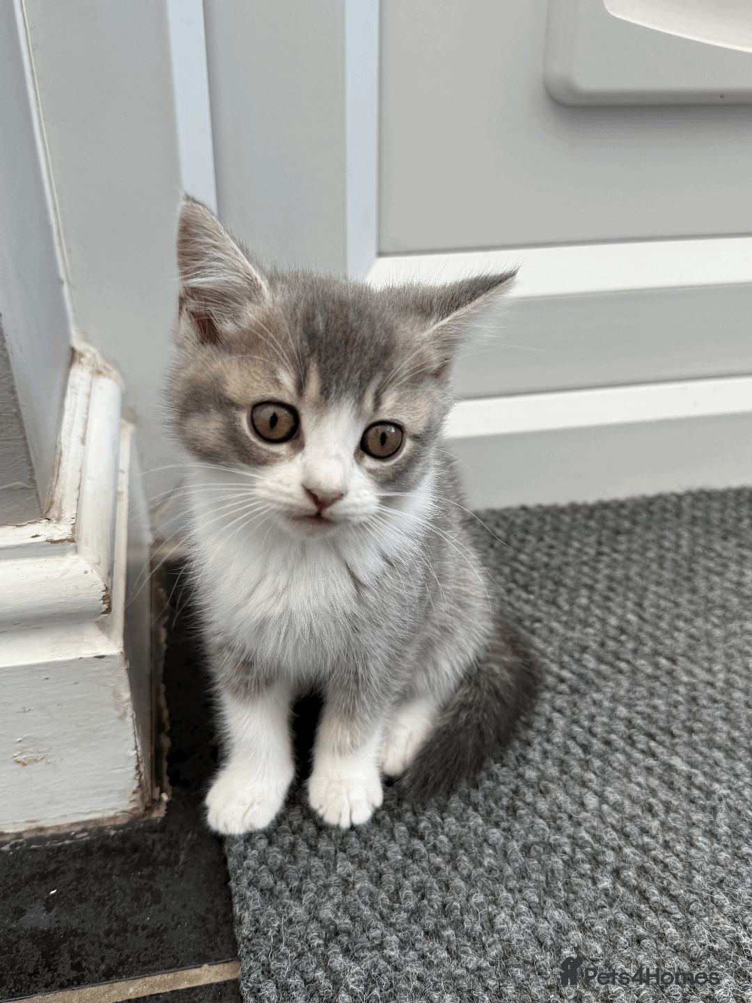 British Shorthair cats for sale: 4 british short Haired kittens for sale  - Image 12