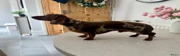 Miniature Dachshund dogs for stud: 🤎Romeo💛 STUD - Advert 3