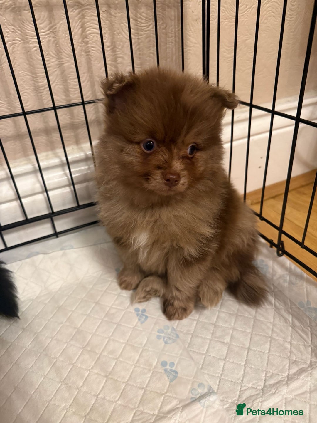 Pomeranian dogs for sale: Pom Puppies - Advert 25