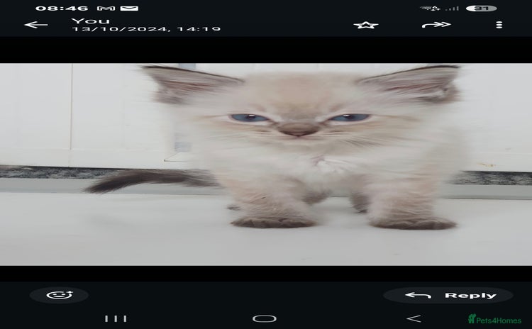 Ragdoll cats - Advert 9