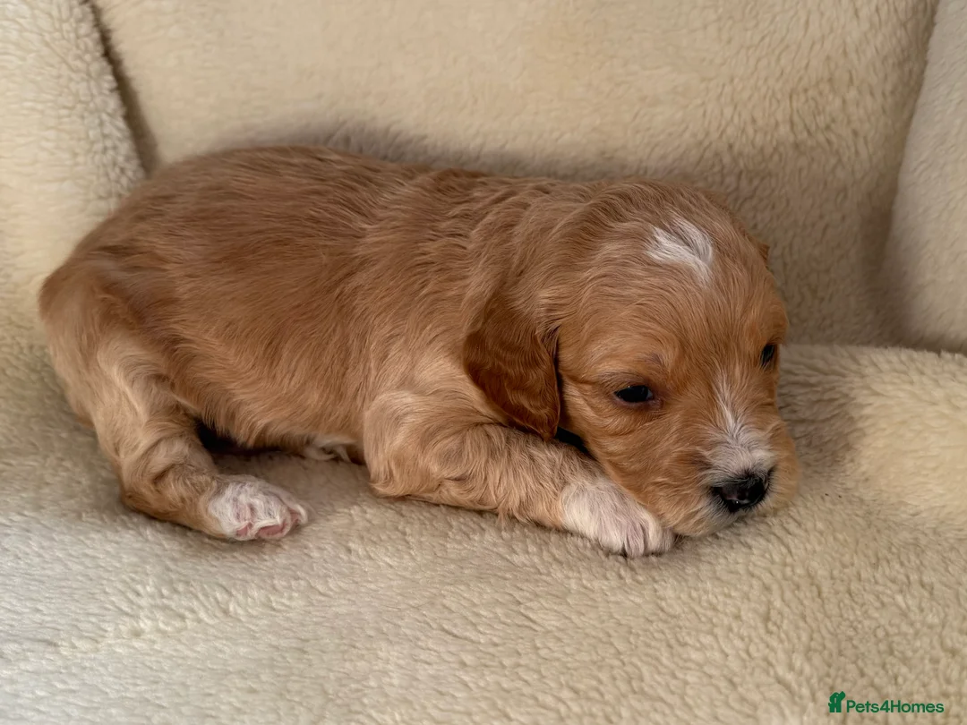 Double Doodle dogs for sale: Exceptionally marked Double doodles puppies - Advert 5