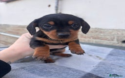 Miniature Dachshund dogs for sale: Miniature dachshund puppies - Advert 5