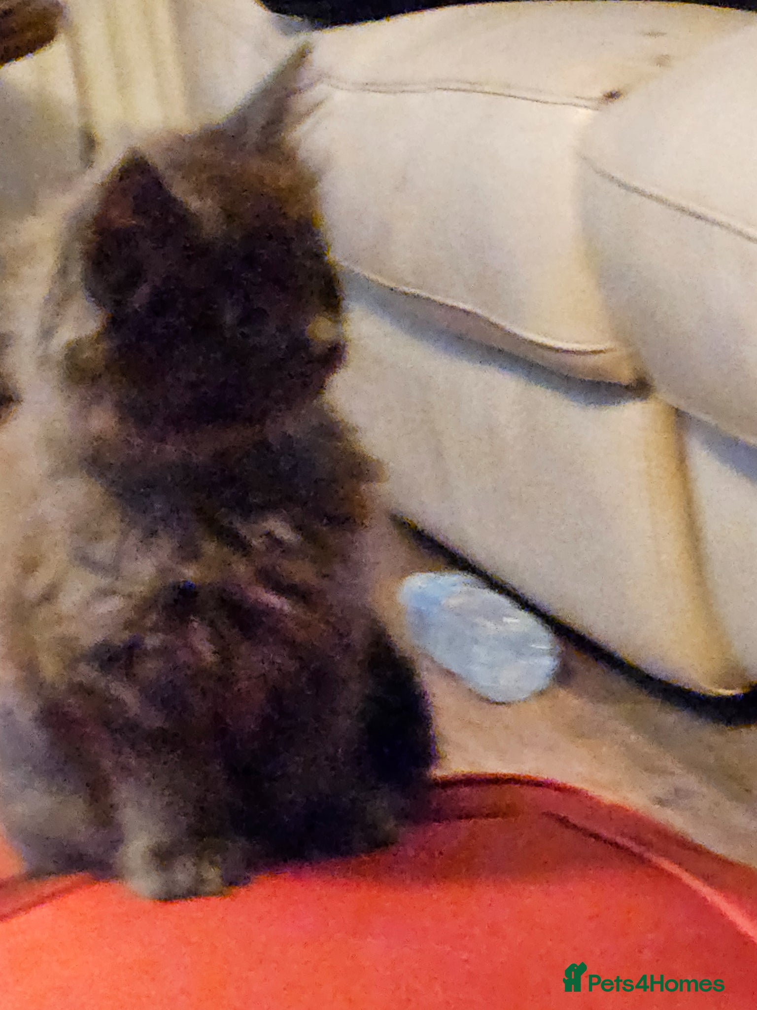 Maine Coon cats GCCF registered Blue  Maine coon litter  - Advert 12