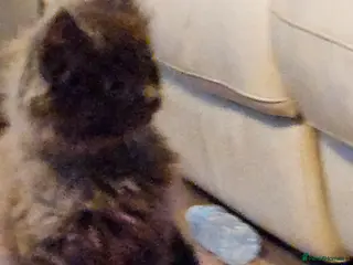 Maine Coon cats GCCF registered Blue Maine coon litter - Advert 12