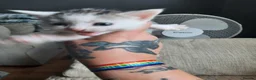 Domestic Shorthair cats for sale: Domestic shorthair  - Advert 15