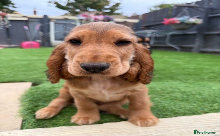 Cocker Spaniel dogs - Advert 7