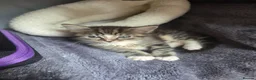 Mixed Breed cats for sale: 2 female tabby kittens  - Advert 3